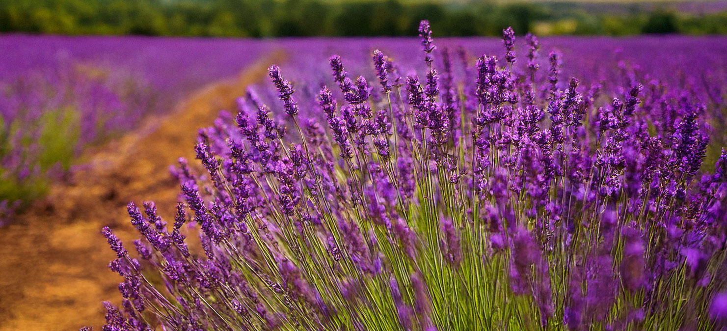 Lavender-field